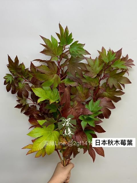 D4A07BCE-50A8-48B4-B8CB-CAE58551128B