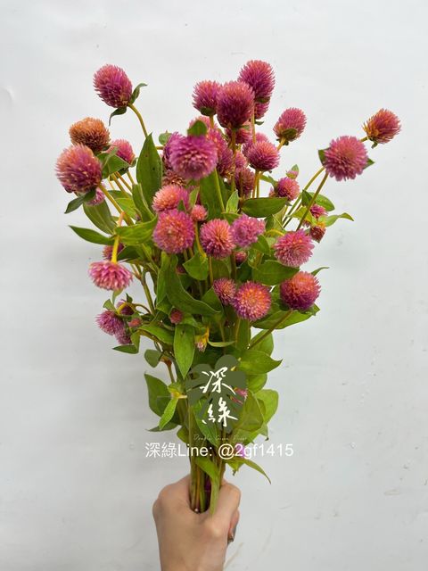 IMG_7996-1729488486955