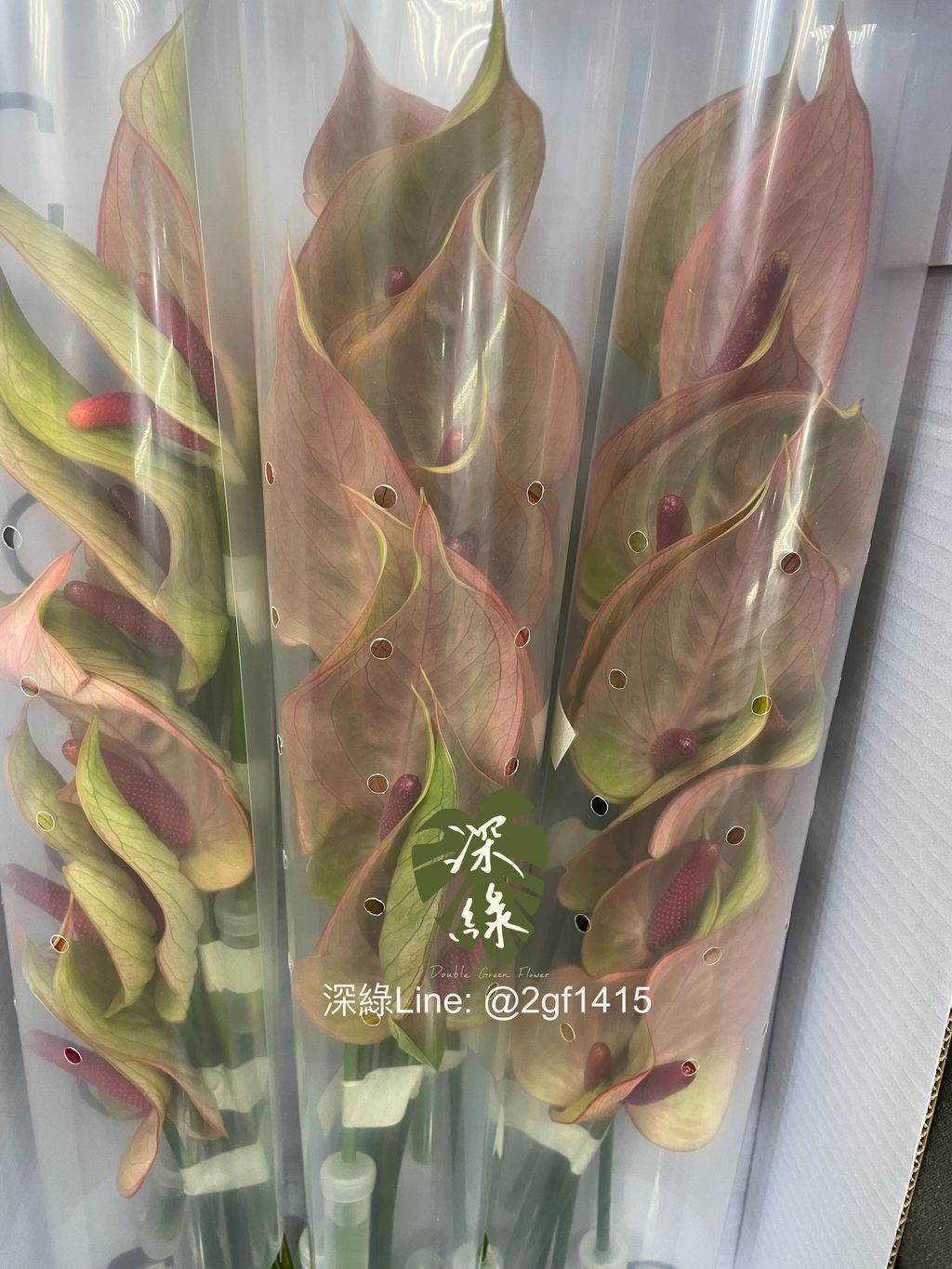 eZy Watermark_22-10-2024_12-24-29-8820下午-1729571103407