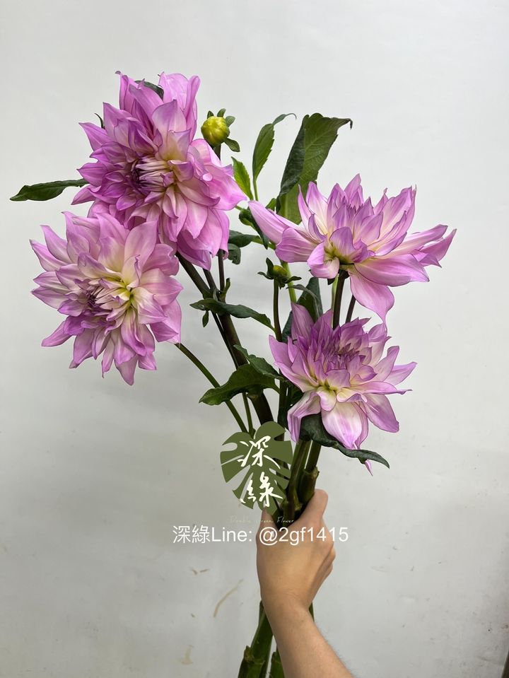 IMG_0736-1729656701231
