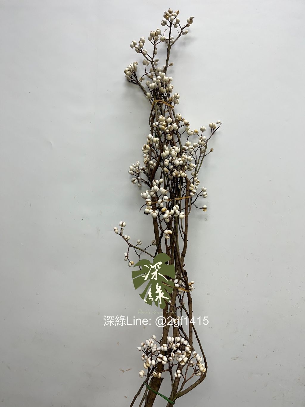 IMG_0739-1729658871912