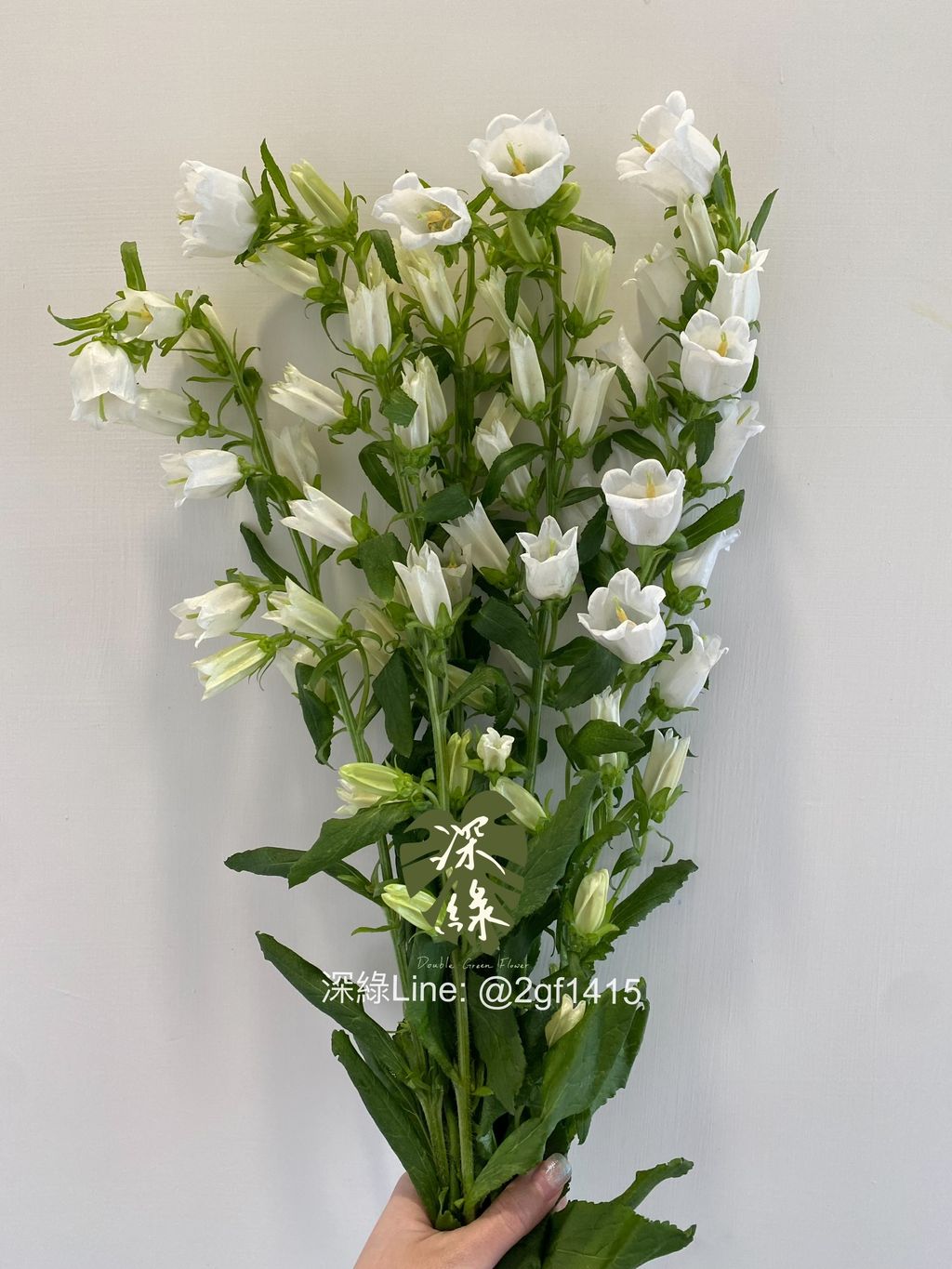 堆朱風　花卉 堆朱風 花卉 ZX-GC7_菏泽中欣牡丹园艺有限公司