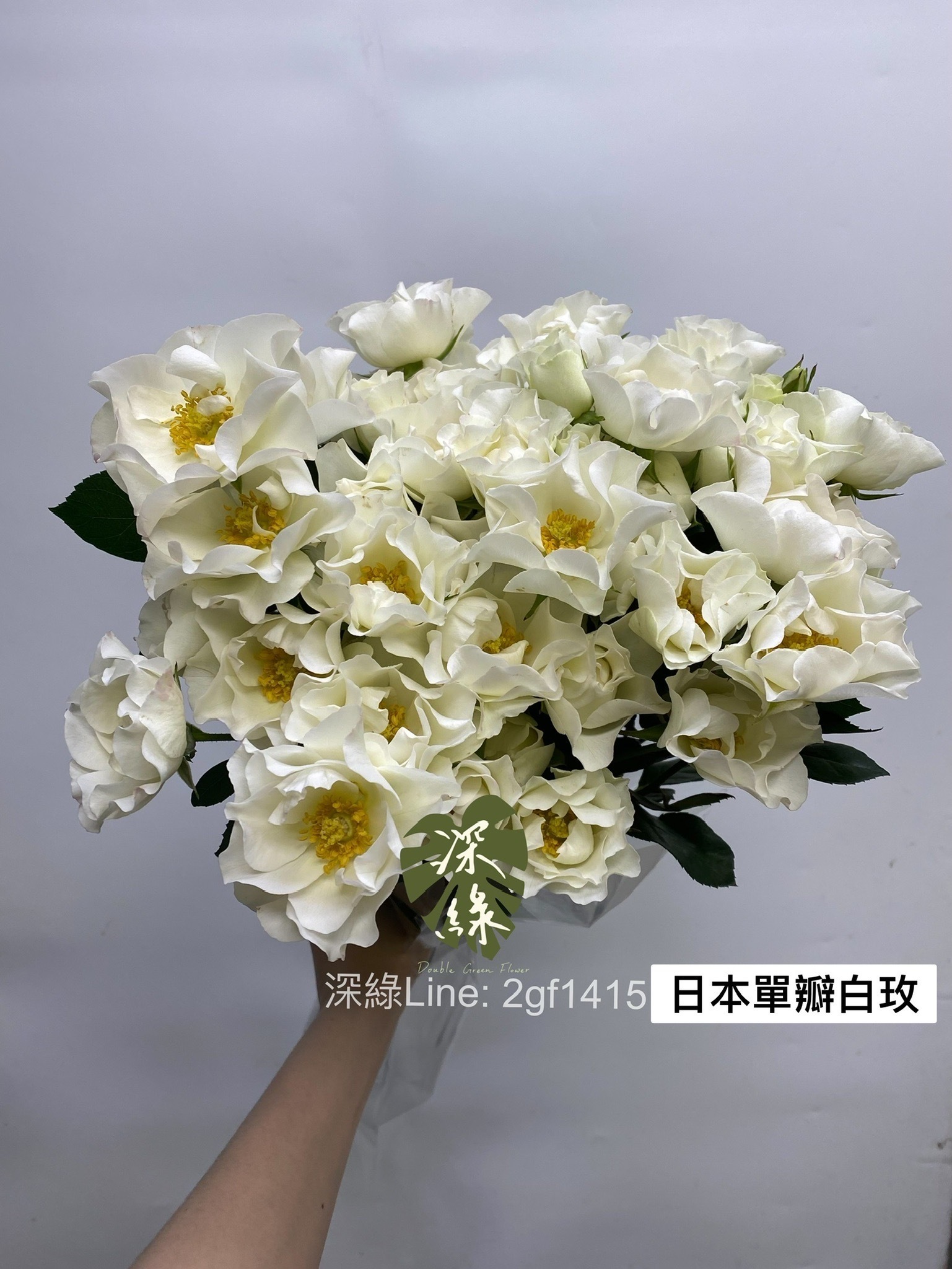 師白 花卉圖 師白 花卉圖 Amazon.com: Yu Zhizhen line drawing flowers
