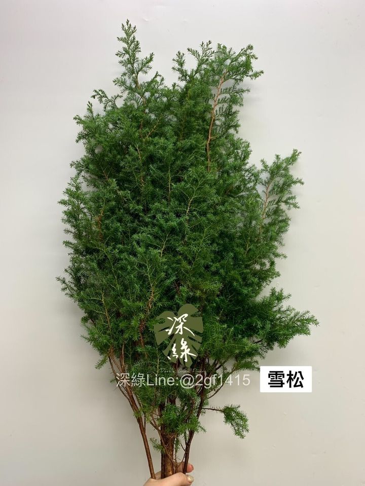 雪松