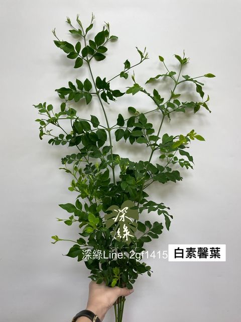 1B1121A6-D039-4A51-A421-581A3EBDF670