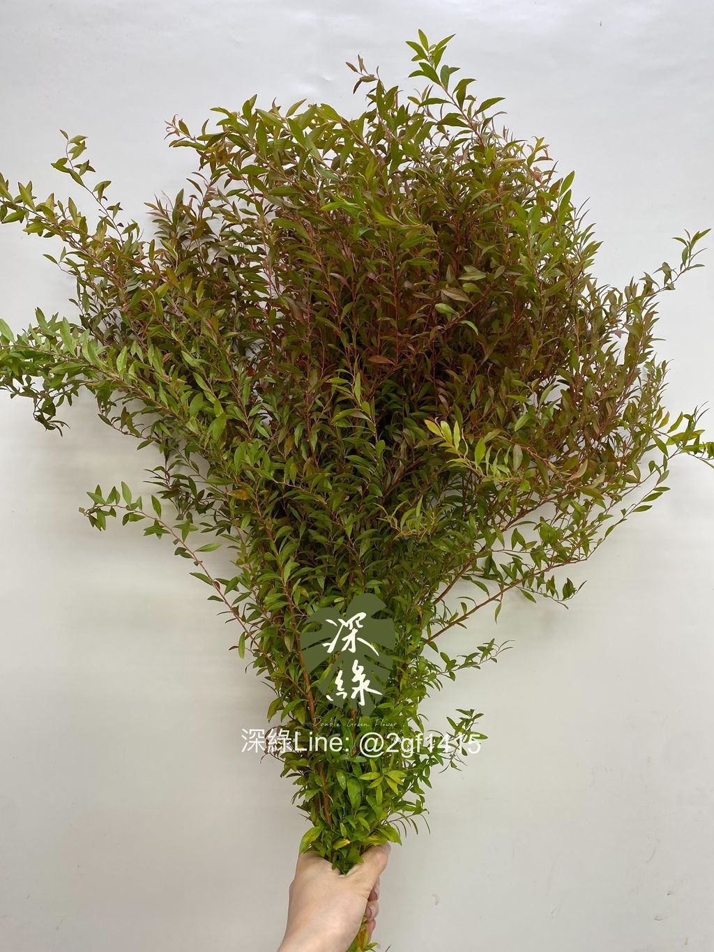 eZy Watermark_02-09-2024_01-09-46-0910下午-1725254058027