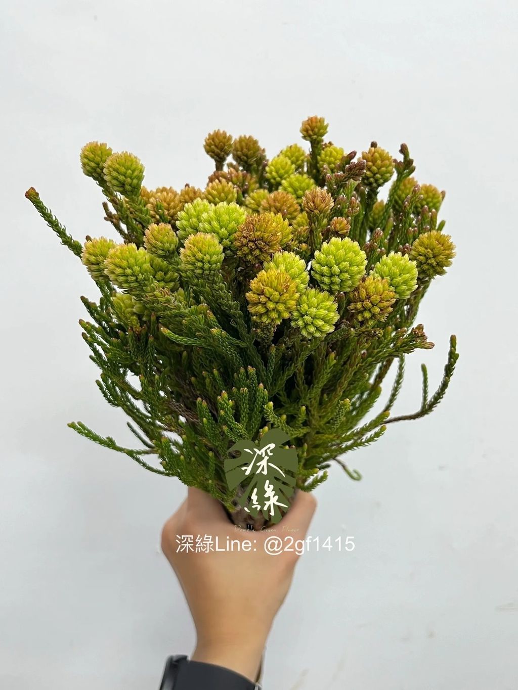 messageImage_1730046093958