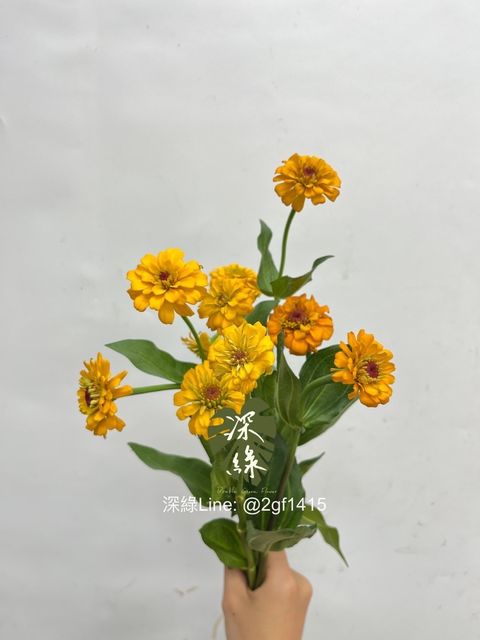 IMG_9980-1727483591173