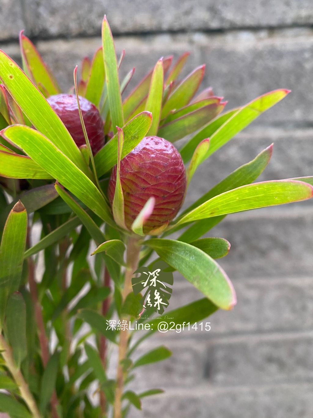 eZy Watermark_04-11-2024_08-00-07-2990下午-1730722944796