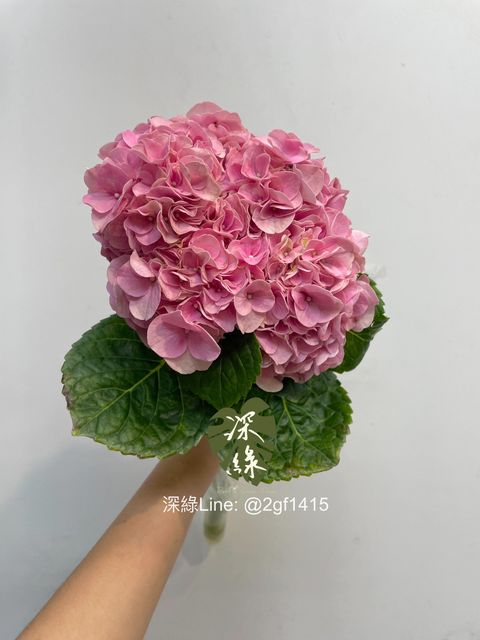 eZy Watermark_06-11-2024_11-55-33-1630上午-1730865416685