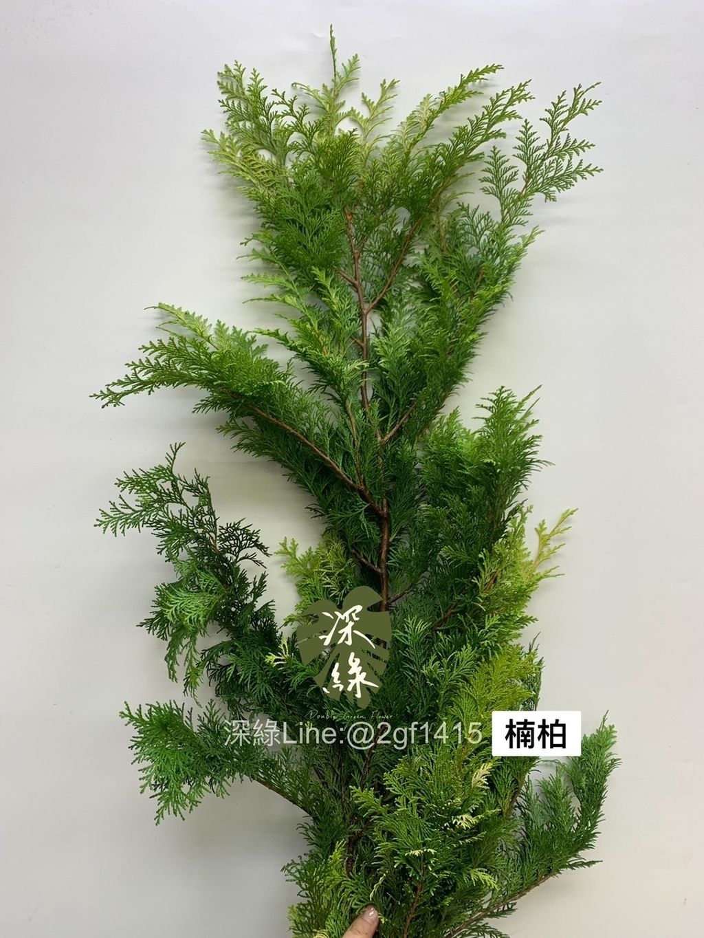 S__3367146