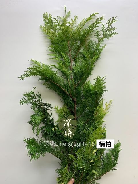 S__3367146