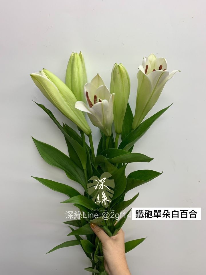 S__27189395