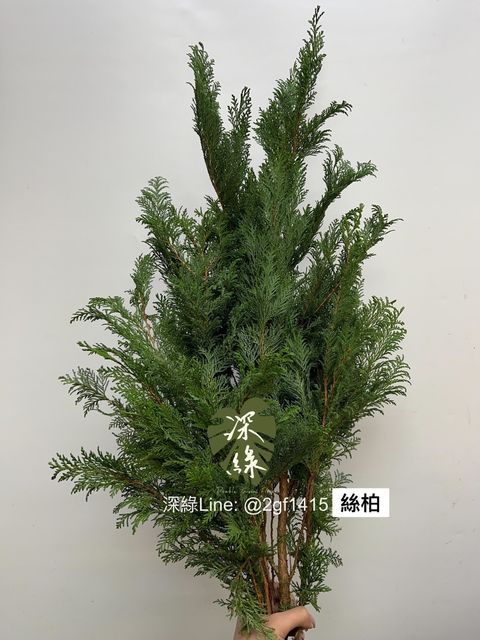 S__3514410
