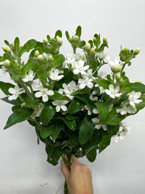 IMG_1084-1731303171855