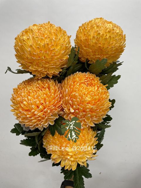 IMG_0867-1731388973024