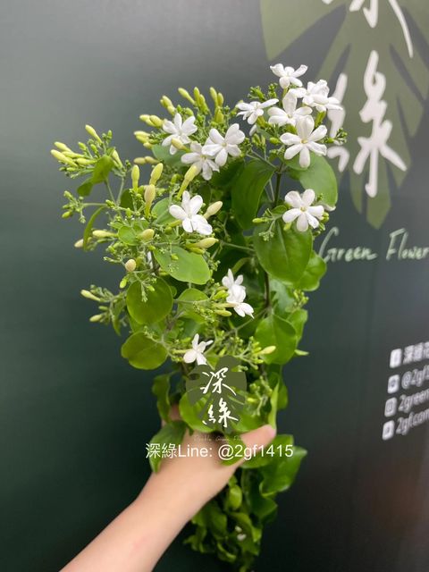 messageImage_1731395977804