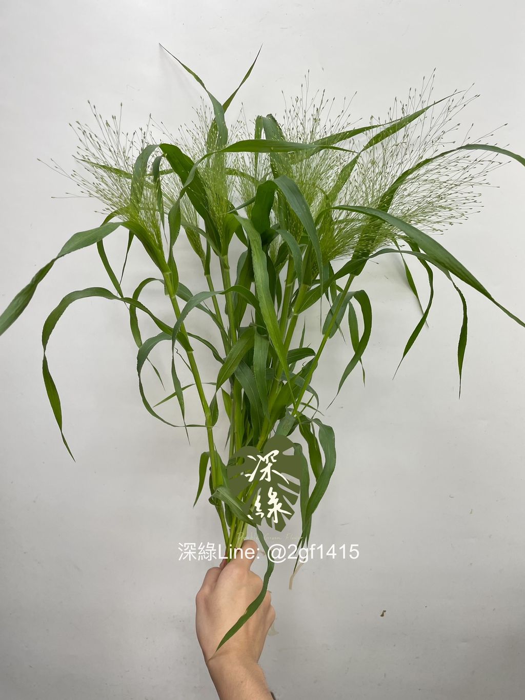 eZy Watermark_13-11-2024_09-47-49-3370上午-1731471760904