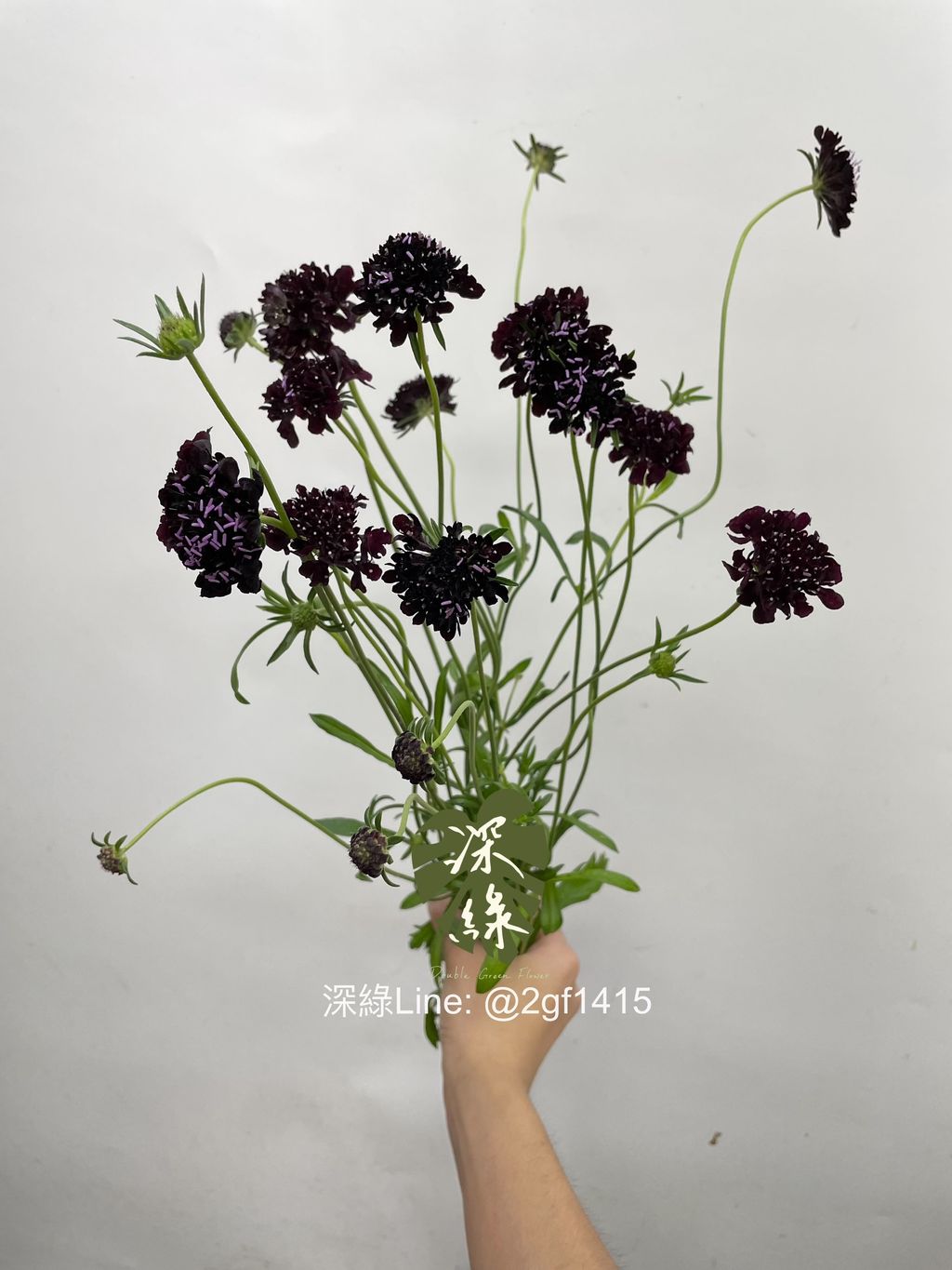 eZy Watermark_13-11-2024_09-47-49-8600上午-1731471809113