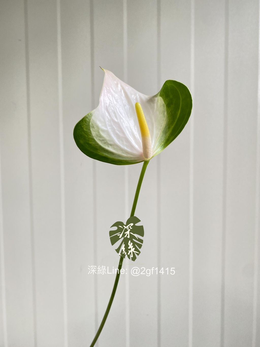 S__31531028