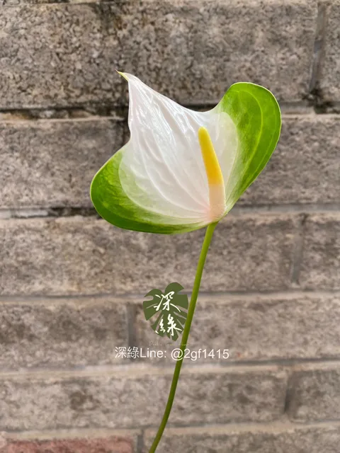 S__31531029