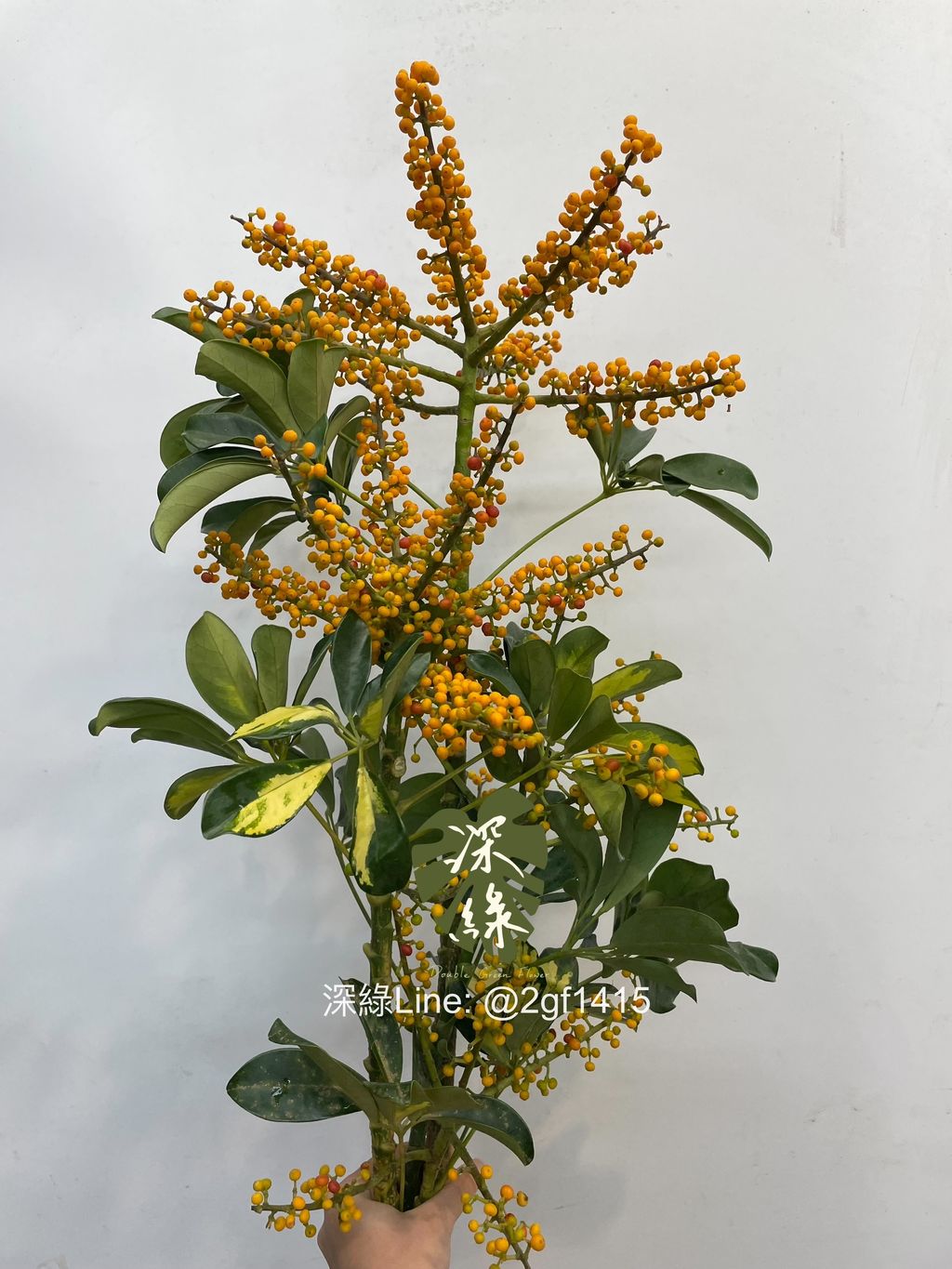 eZy Watermark_15-11-2024_11-20-16-0250上午-1731640824235