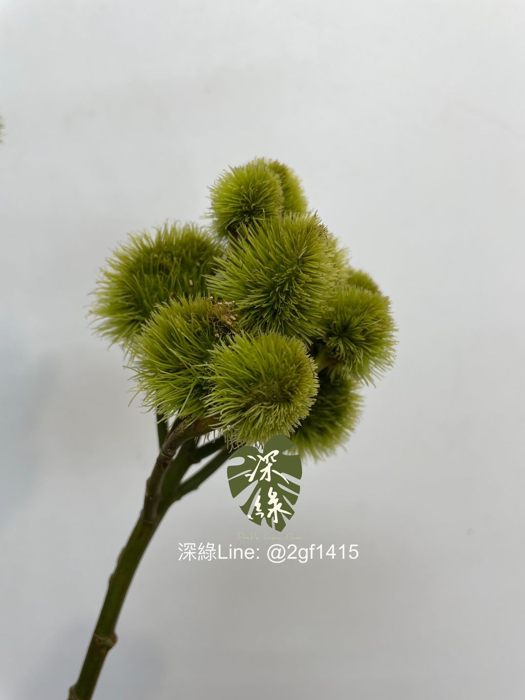 eZy Watermark_15-11-2024_11-20-17-1890上午-1731640955512