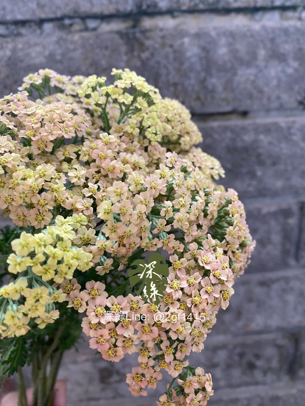 eZy Watermark_18-11-2024_06-47-14-2780下午-1731927414106