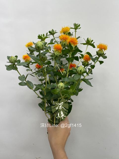 eZy Watermark_13-11-2024_09-47-47-7520上午-1731471655269