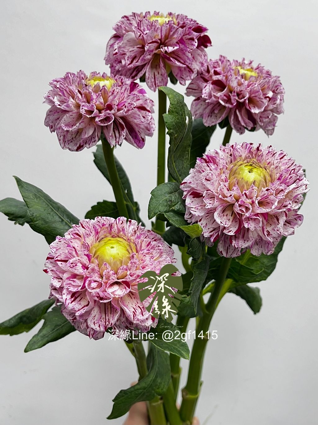 eZy Watermark_22-11-2024_01-37-43-4700下午-1732254181164