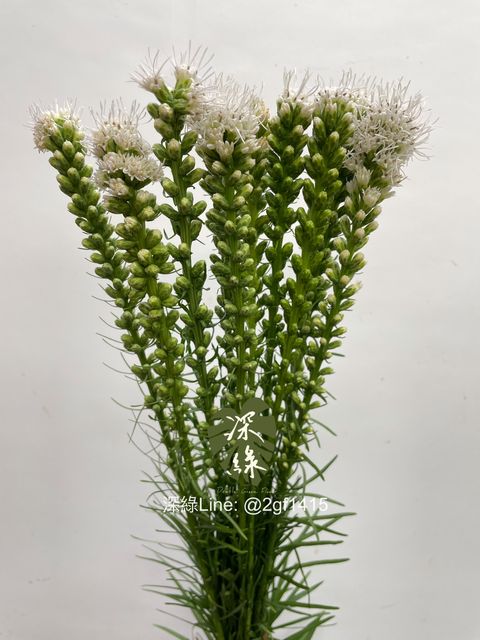 eZy Watermark_25-11-2024_01-26-56-7160下午-1732512451739