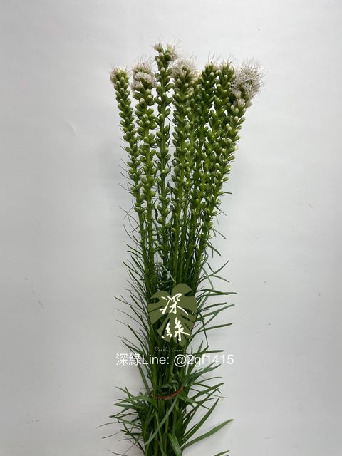 eZy Watermark_25-11-2024_01-27-10-8230下午-1732512451557