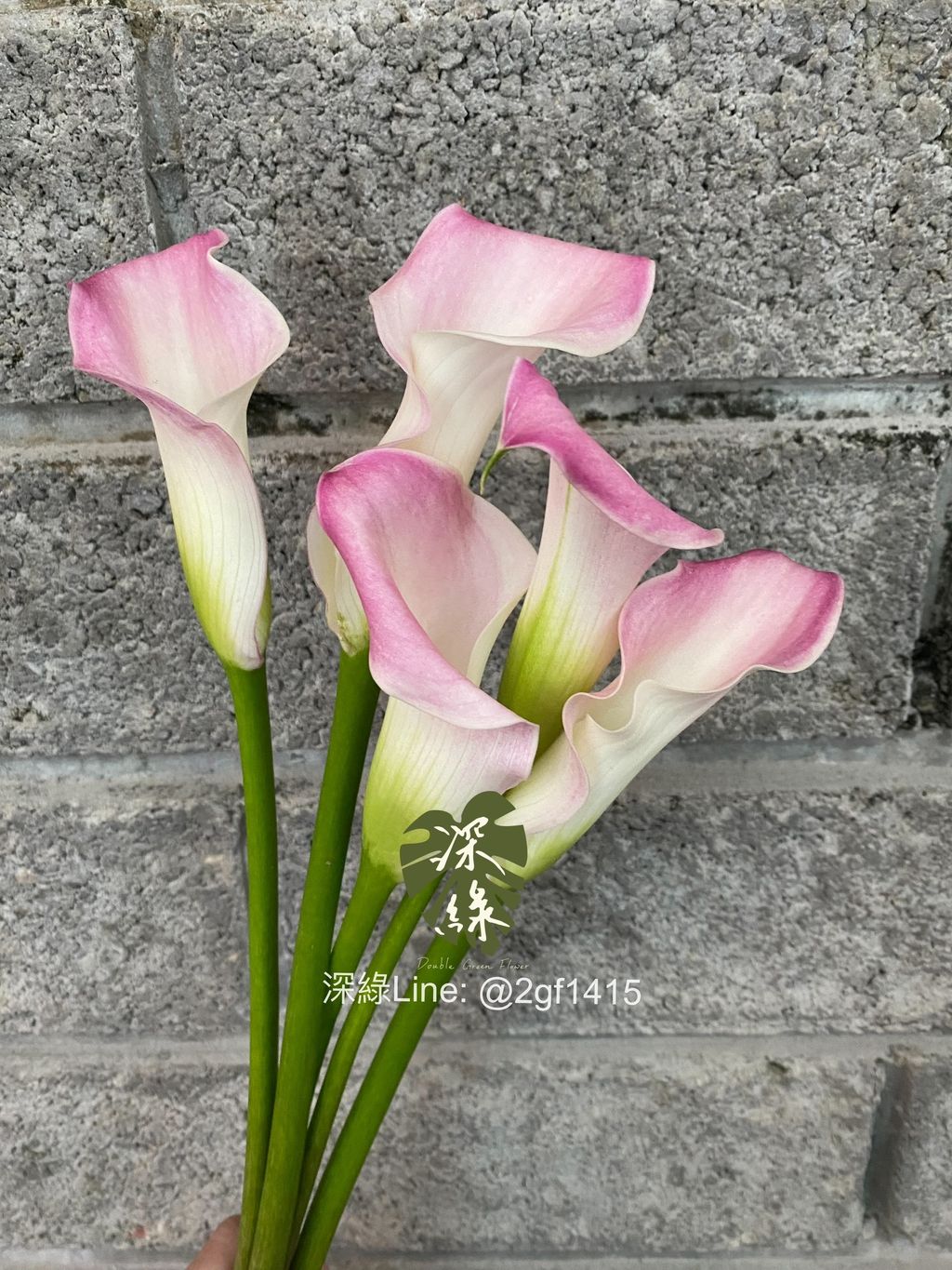 eZy Watermark_25-11-2024_06-16-16-7160下午-1732530454524