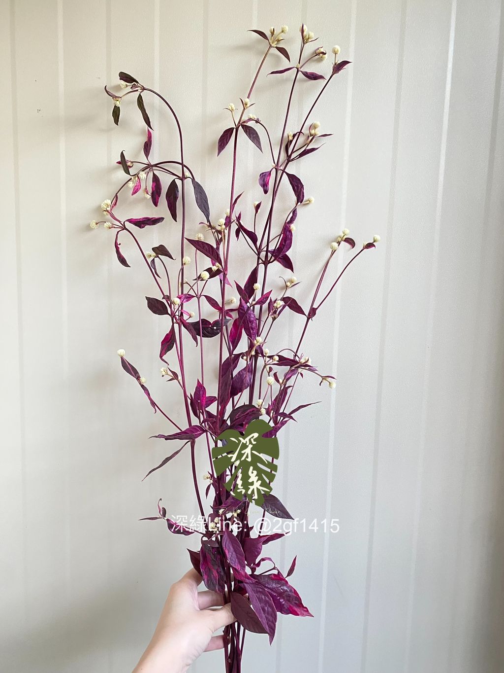 eZy Watermark_25-11-2024_06-16-19-0460下午-1732530538275