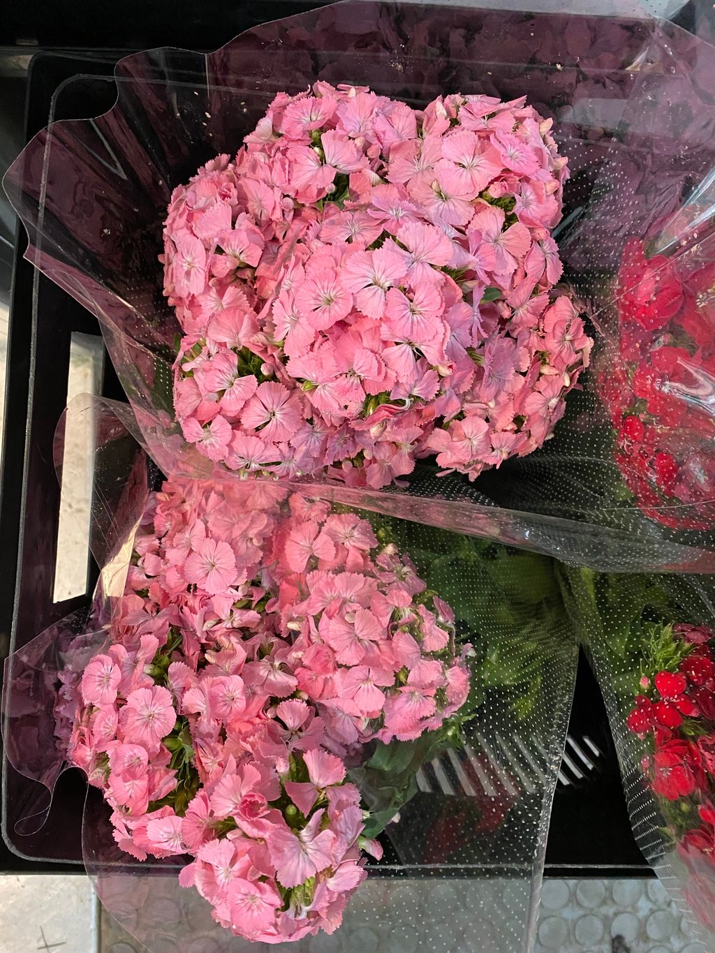 IMG_6399-1732792020317