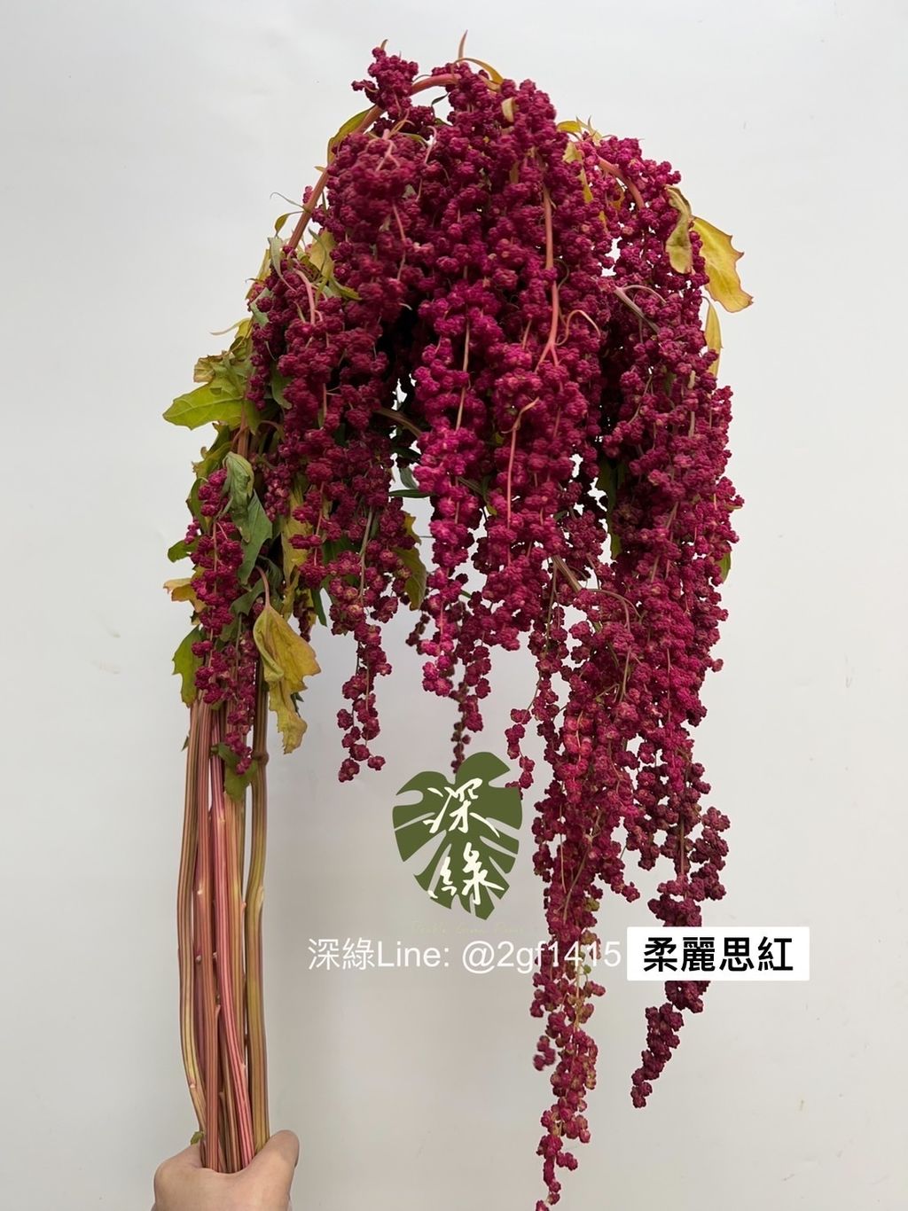 IMG_8553-1701844797118