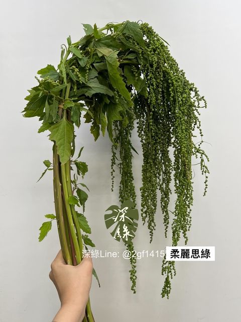 S__3432667