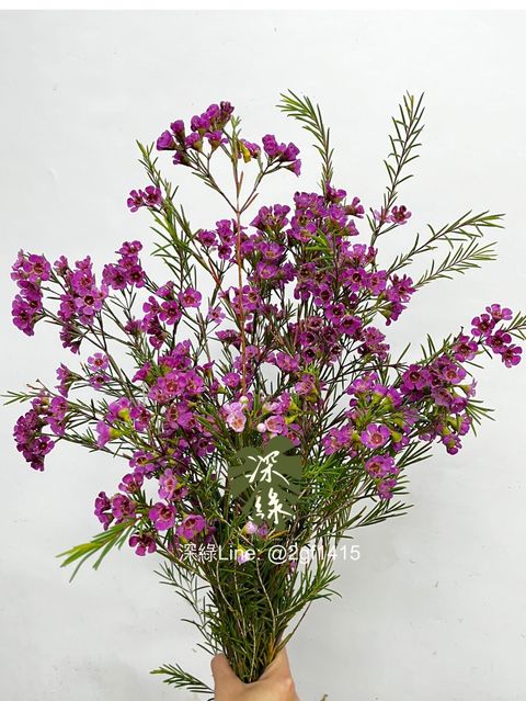 IMG_1561-1733629824126