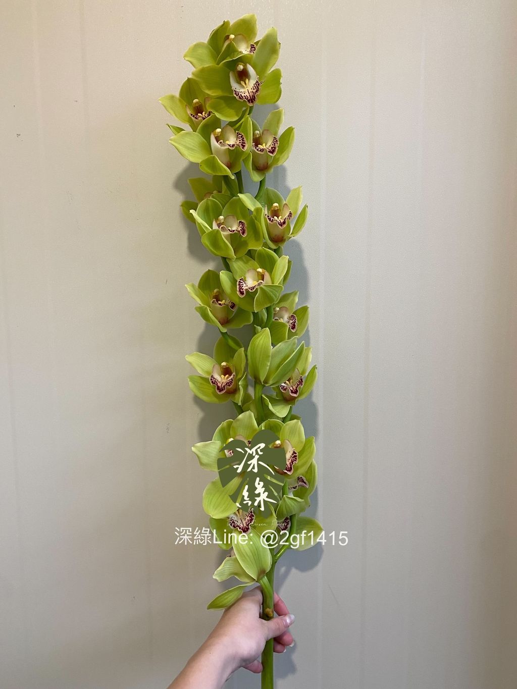 eZy Watermark_31-10-2024_08-12-56-2590下午-1730377080582