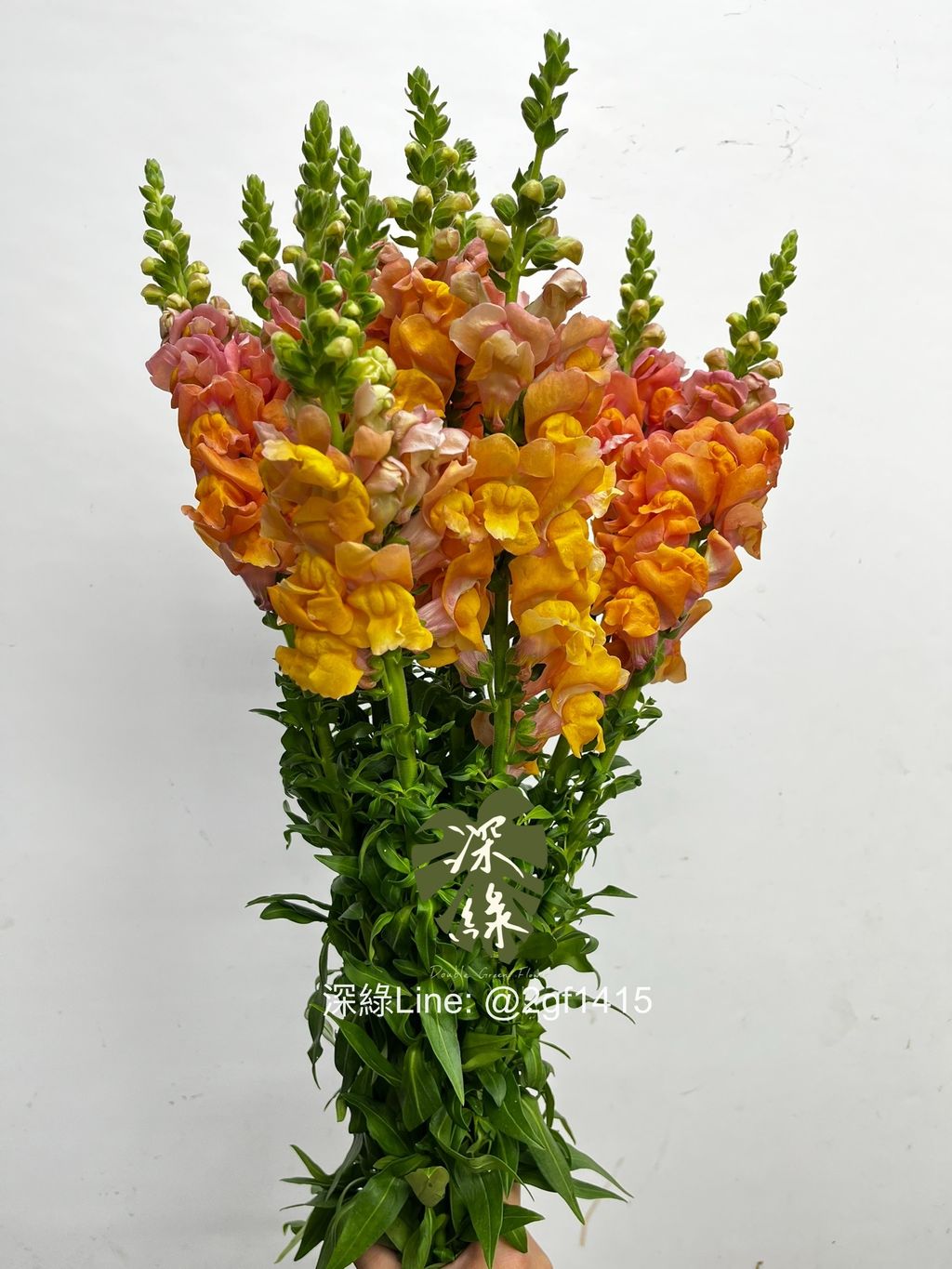 eZy Watermark_09-12-2024_12-56-56-8180下午-1733720240809