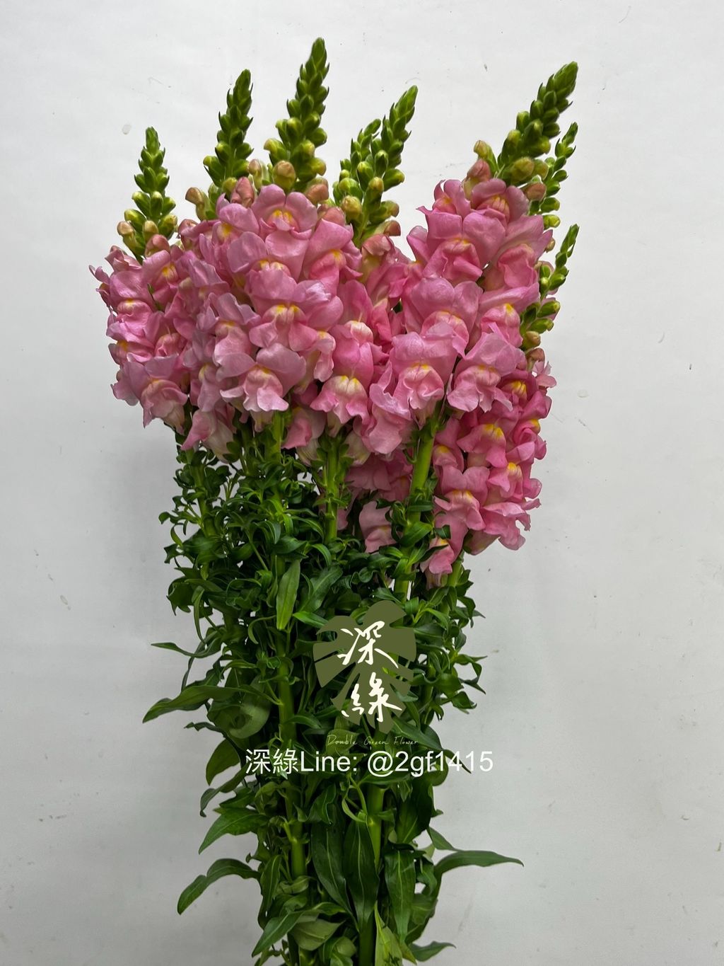 eZy Watermark_09-12-2024_12-56-48-3680下午-1733720259642