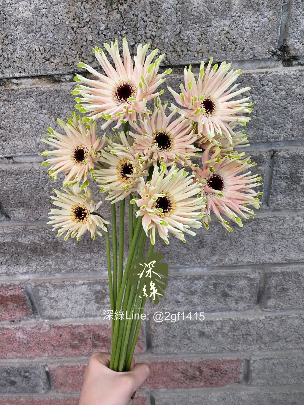 eZy Watermark_09-12-2024_05-53-23-6400下午-1733738154852