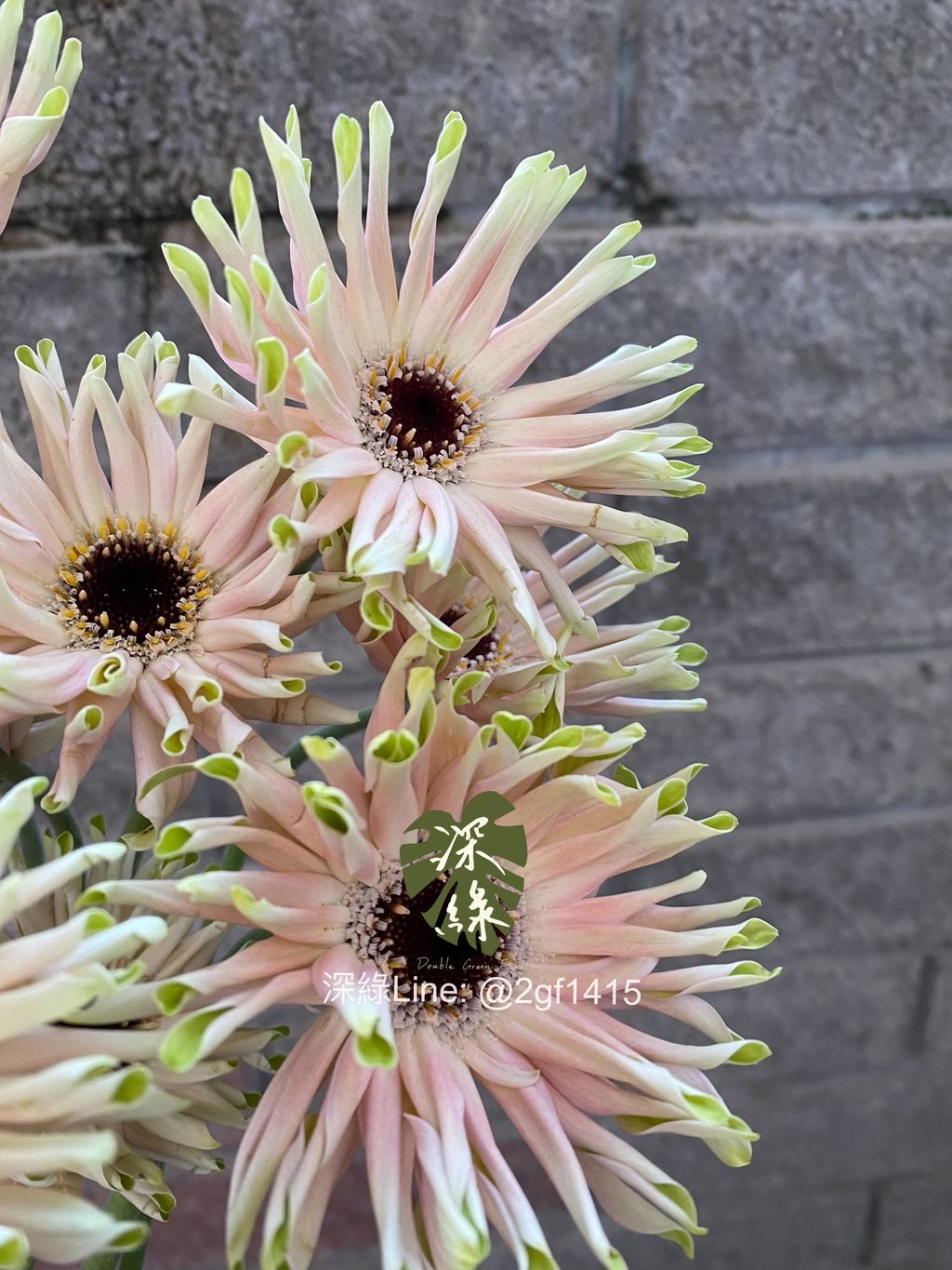 eZy Watermark_09-12-2024_05-53-20-5810下午-1733738155031