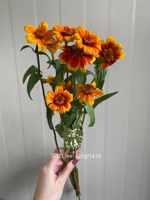 eZy Watermark_09-12-2024_05-53-19-8150下午-1733738267605