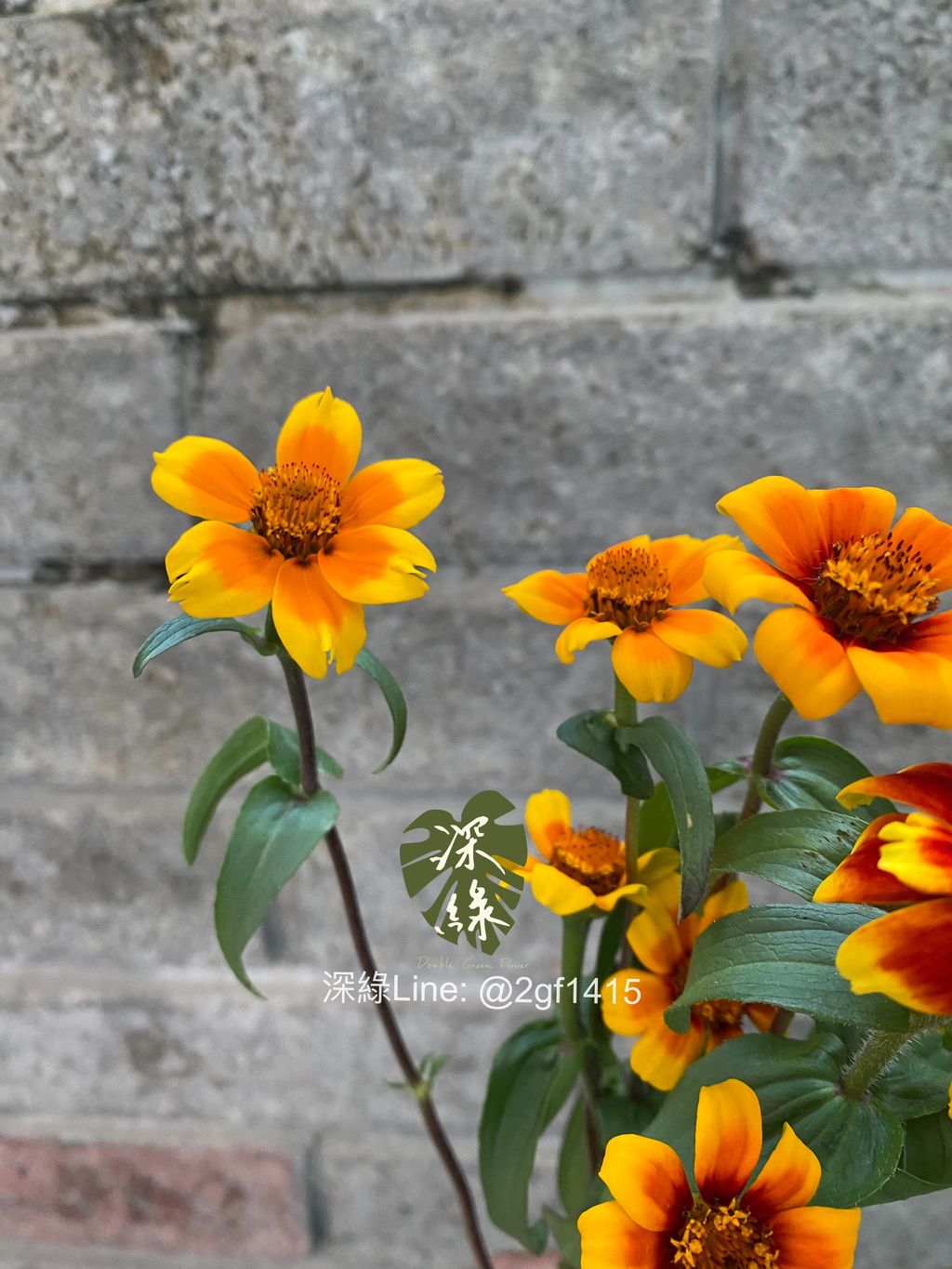 eZy Watermark_09-12-2024_05-53-18-3290下午-1733738267979