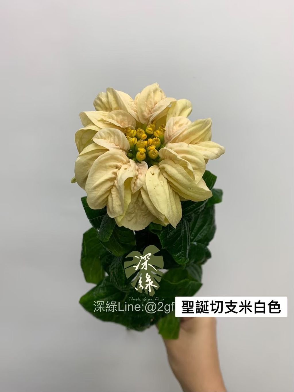 IMG_0213-1734139074062