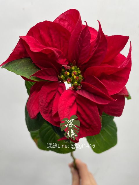 eZy Watermark_11-12-2024_12-42-36-2920下午-1733892185459