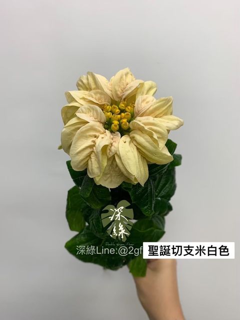 IMG_0213-1734139074062