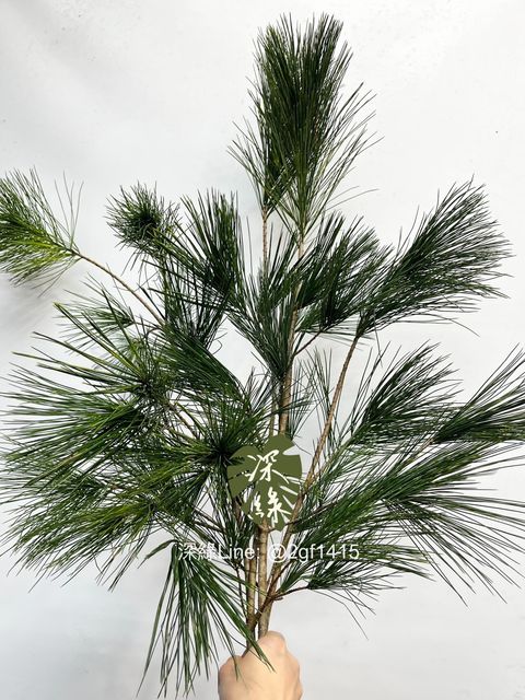 IMG_1698-1734396833703