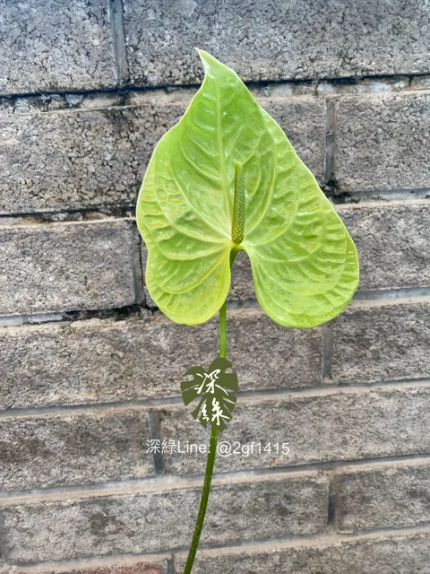 S__32563278_0